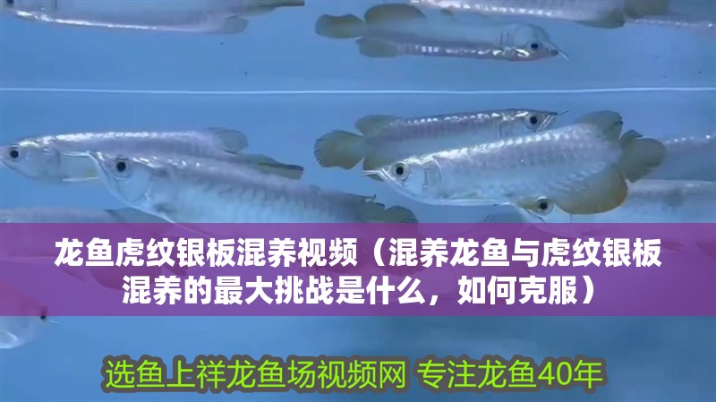 龍魚虎紋銀板混養視頻（混養龍魚與虎紋銀板混養的最大挑戰是什么，如何克服）