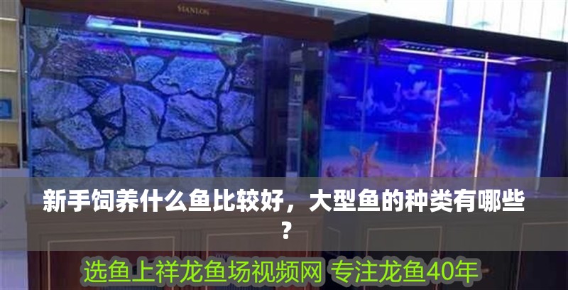 新手飼養什么魚比較好，大型魚的種類有哪些？