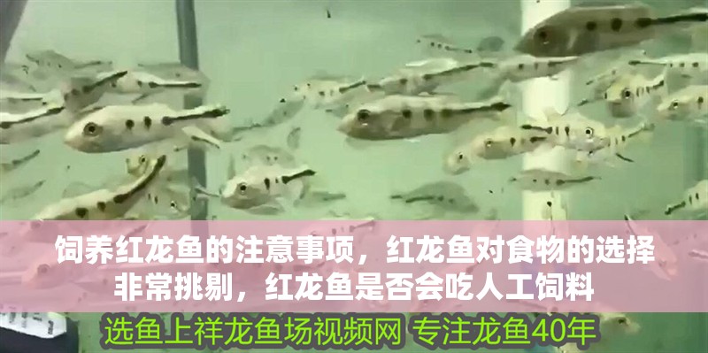 飼養(yǎng)紅龍魚的注意事項(xiàng)，紅龍魚對食物的選擇非常挑剔，紅龍魚是否會(huì)吃人工飼料