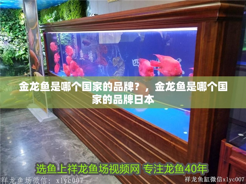 金龍魚是哪個國家的品牌？，金龍魚是哪個國家的品牌日本