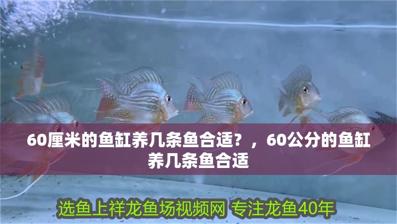 60厘米的魚缸養(yǎng)幾條魚合適？，60公分的魚缸養(yǎng)幾條魚合適