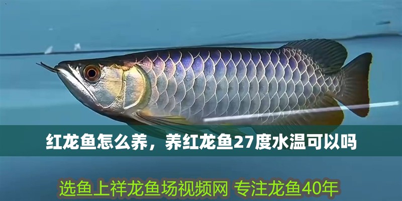 紅龍魚怎么養，養紅龍魚27度水溫可以嗎