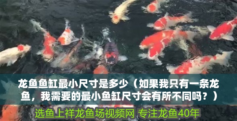 龍魚魚缸最小尺寸是多少（如果我只有一條龍魚，我需要的最小魚缸尺寸會有所不同嗎？）