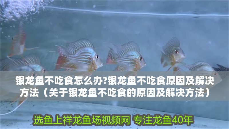 銀龍魚不吃食怎么辦?銀龍魚不吃食原因及解決方法（關(guān)于銀龍魚不吃食的原因及解決方法）