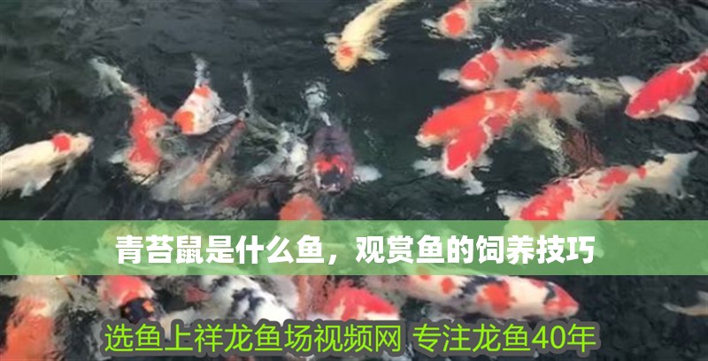 青苔鼠是什么魚，觀賞魚的飼養(yǎng)技巧