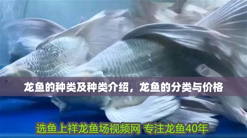 龍魚的種類及種類介紹，龍魚的分類與價格