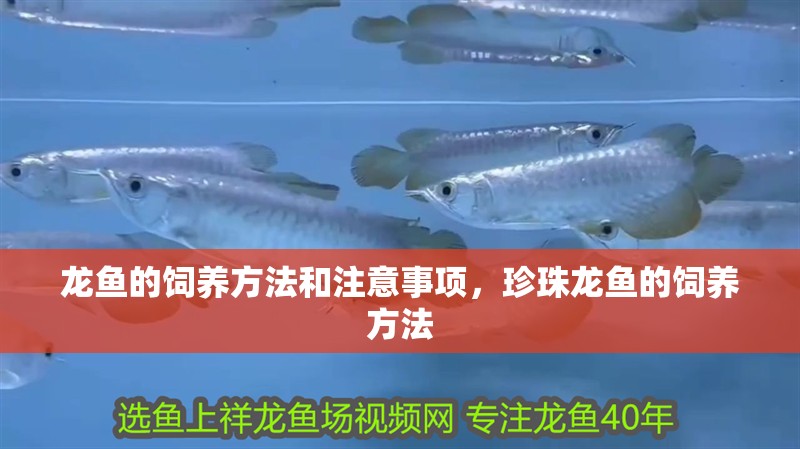 龍魚的飼養(yǎng)方法和注意事項(xiàng)，珍珠龍魚的飼養(yǎng)方法