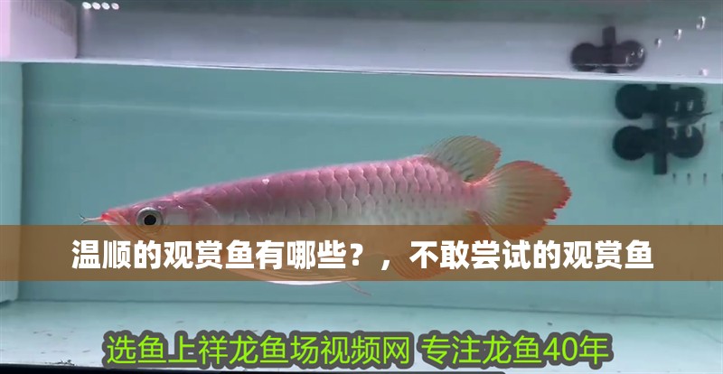 溫順的觀賞魚有哪些？，不敢嘗試的觀賞魚