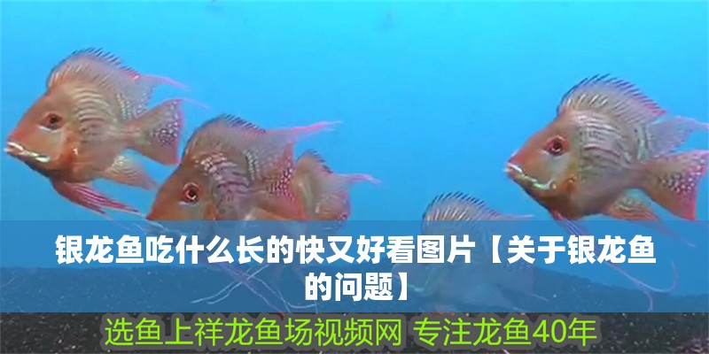 銀龍魚吃什么長的快又好看圖片【關于銀龍魚的問題】