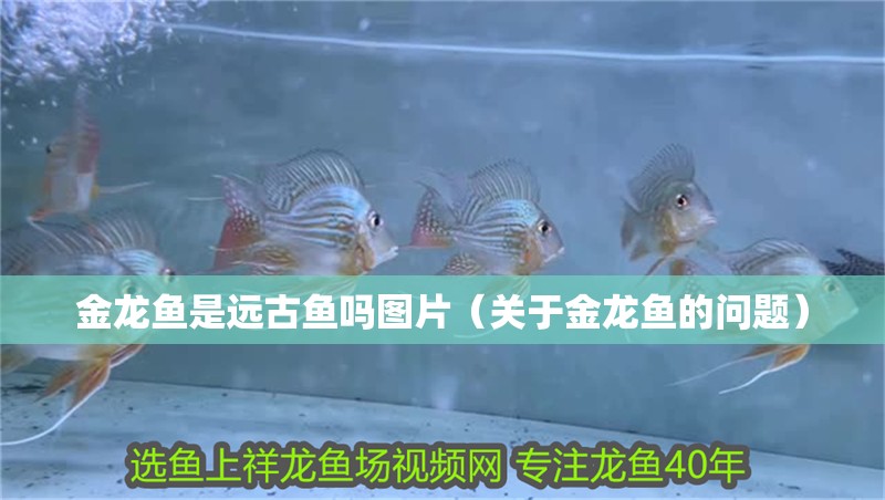 金龍魚是遠古魚嗎圖片（關于金龍魚的問題）