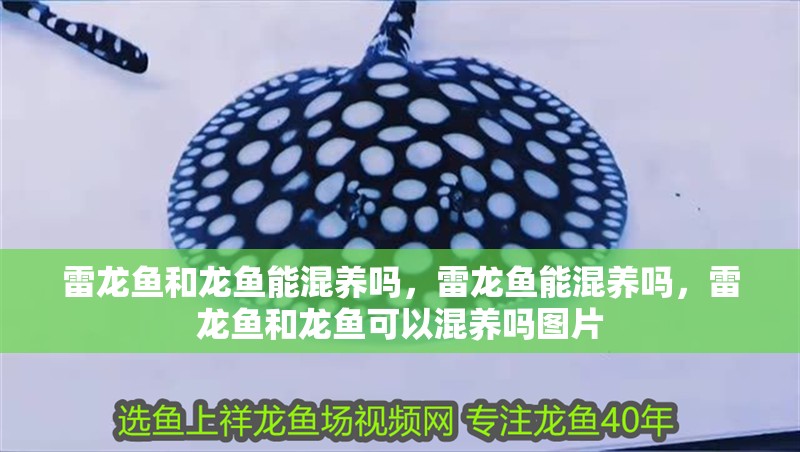 雷龍魚和龍魚能混養嗎，雷龍魚能混養嗎，雷龍魚和龍魚可以混養嗎圖片