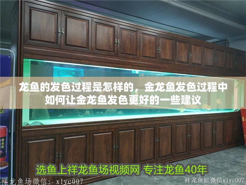 龍魚的發色過程是怎樣的，金龍魚發色過程中如何讓金龍魚發色更好的一些建議