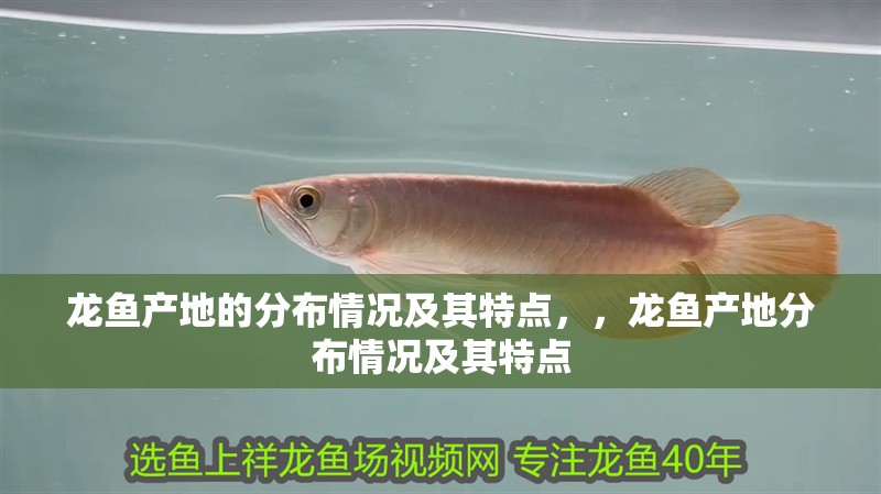 龍魚產(chǎn)地的分布情況及其特點，，龍魚產(chǎn)地分布情況及其特點