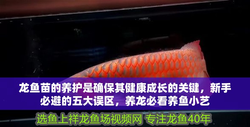 龍魚苗的養(yǎng)護是確保其健康成長的關(guān)鍵，新手必避的五大誤區(qū)，養(yǎng)龍必看養(yǎng)魚小藝