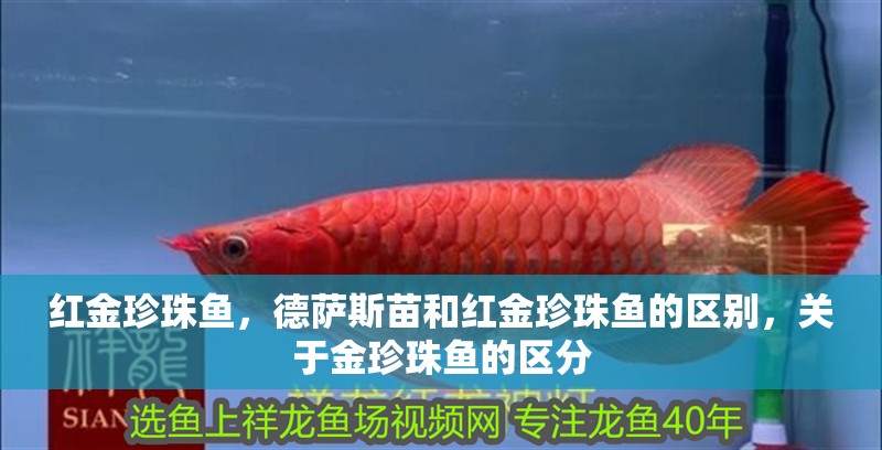 紅金珍珠魚，德薩斯苗和紅金珍珠魚的區別，關于金珍珠魚的區分