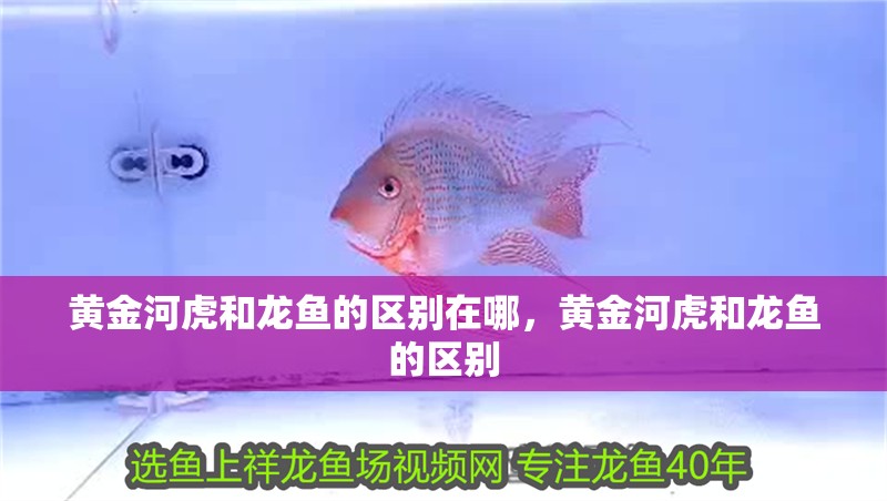 黃金河虎和龍魚的區別在哪，黃金河虎和龍魚的區別