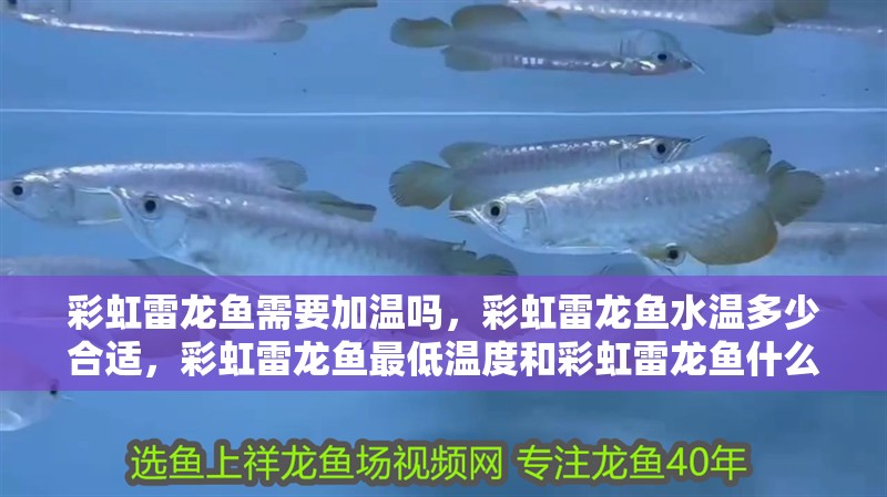 彩虹雷龍魚需要加溫嗎，彩虹雷龍魚水溫多少合適，彩虹雷龍魚最低溫度和彩虹雷龍魚什么時(shí)候發(fā)色對(duì)應(yīng)的相關(guān)信息