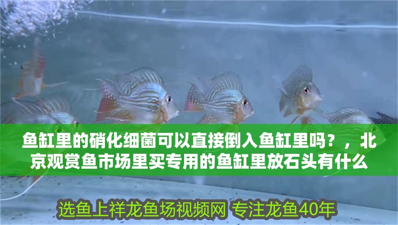 魚缸里的硝化細菌可以直接倒入魚缸里嗎?,北京觀賞魚市場里買專用的魚缸里放石頭有什么好處 觀賞魚百科 第2張 魚缸里的硝化細菌可以直接倒入魚缸里嗎?,北京觀賞魚市場里買專用的魚缸里放石頭有什么好處 魚缸里的硝化細菌可以直接倒入魚缸里嗎?,北京觀賞魚市場里買專用的魚缸里放石頭有什么好處 觀賞魚百科 第2張