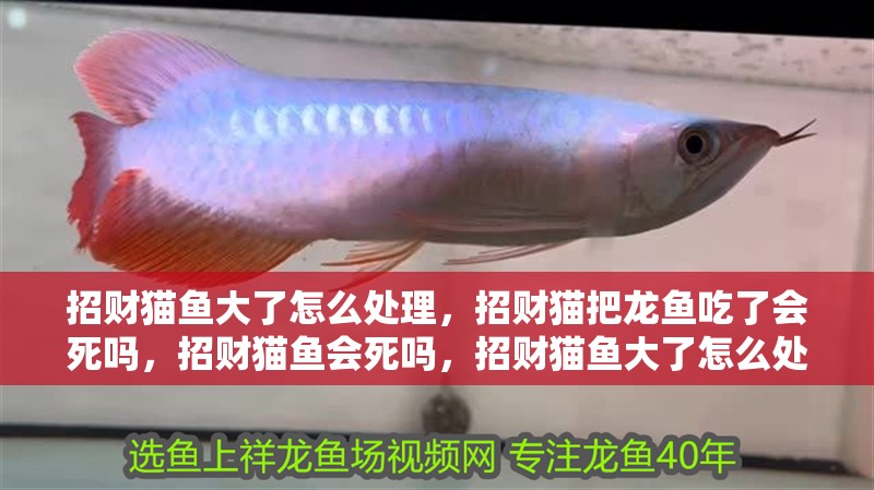 招財貓魚大了怎么處理，招財貓把龍魚吃了會死嗎，招財貓魚會死嗎，招財貓魚大了怎么處理