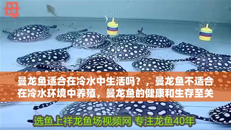 曼龍魚適合在冷水中生活嗎？，曼龍魚不適合在冷水環境中養殖，曼龍魚的健康和生存至關重要