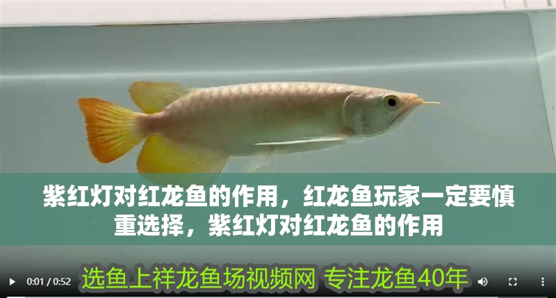 紫紅燈對紅龍魚的作用，紅龍魚玩家一定要慎重選擇，紫紅燈對紅龍魚的作用