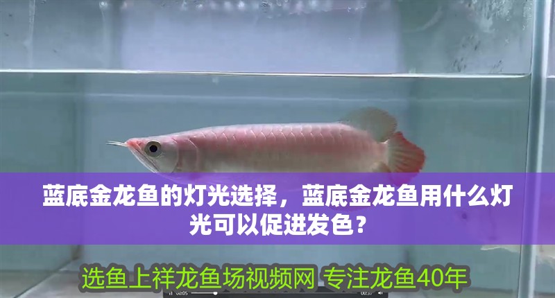 藍底金龍魚的燈光選擇，藍底金龍魚用什么燈光可以促進發色？ 藍底金龍魚的燈光選擇，藍底金龍魚用什么燈光可以促進發色？ 觀賞魚百科 第2張
