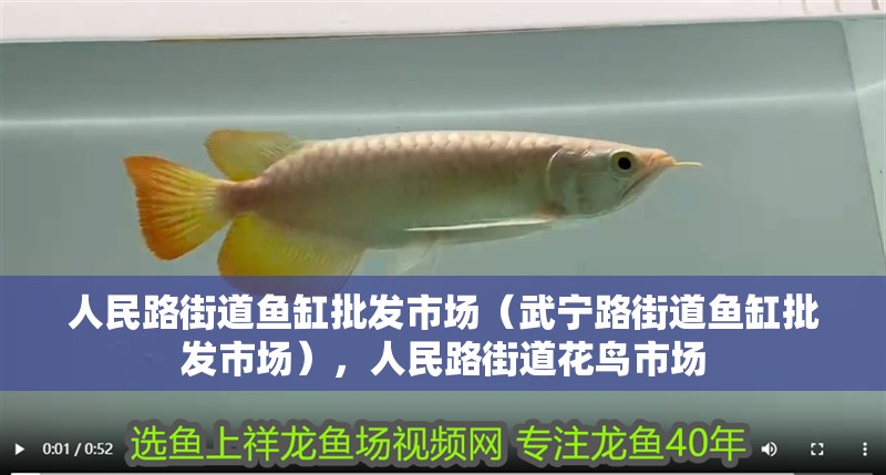人民路街道魚缸批發市場（武寧路街道魚缸批發市場），人民路街道花鳥市場