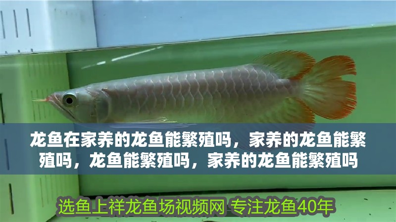 龍魚在家養的龍魚能繁殖嗎，家養的龍魚能繁殖嗎，龍魚能繁殖嗎，家養的龍魚能繁殖嗎