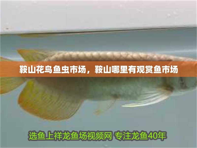 鞍山花鳥魚蟲市場，鞍山哪里有觀賞魚市場