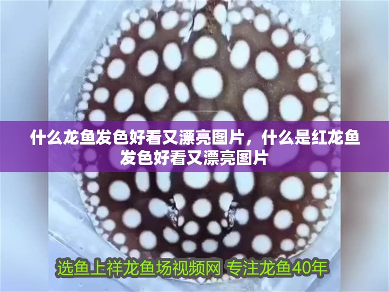 什么龍魚發色好看又漂亮圖片，什么是紅龍魚發色好看又漂亮圖片