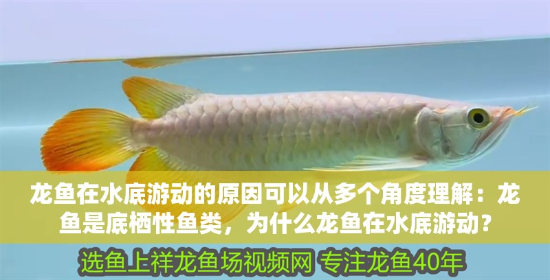 龍魚在水底游動的原因可以從多個角度理解：龍魚是底棲性魚類，為什么龍魚在水底游動？