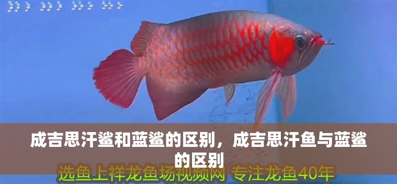 成吉思汗鯊和藍鯊的區別，成吉思汗魚與藍鯊的區別