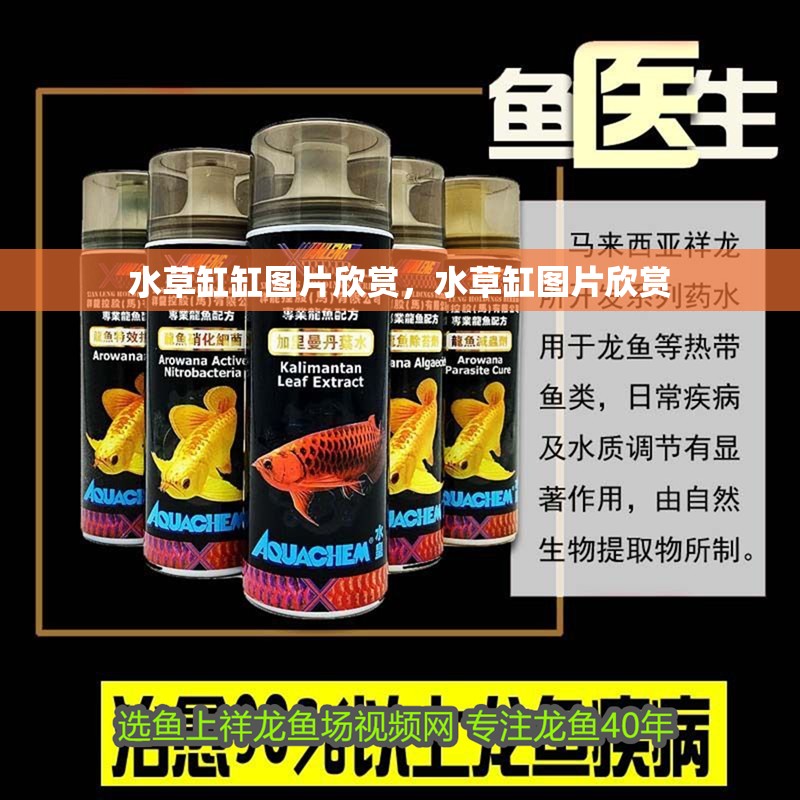 水草缸缸圖片欣賞，水草缸圖片欣賞