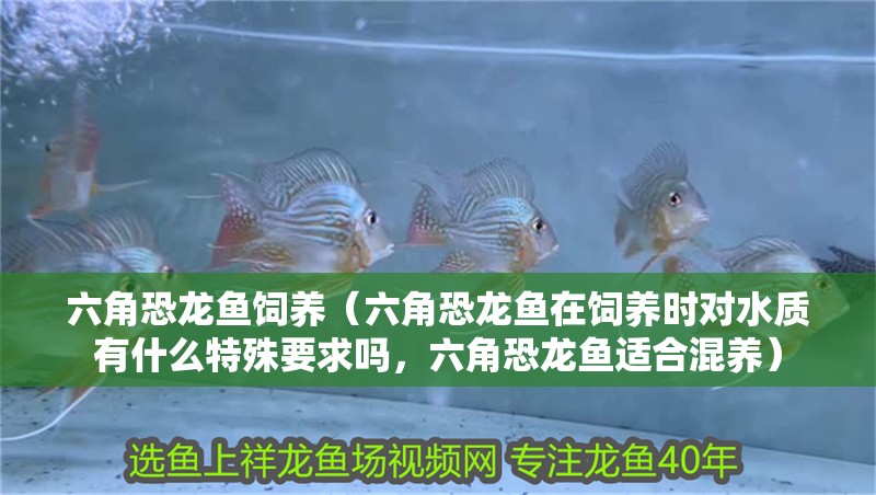 六角恐龍魚飼養（六角恐龍魚在飼養時對水質有什么特殊要求嗎，六角恐龍魚適合混養）
