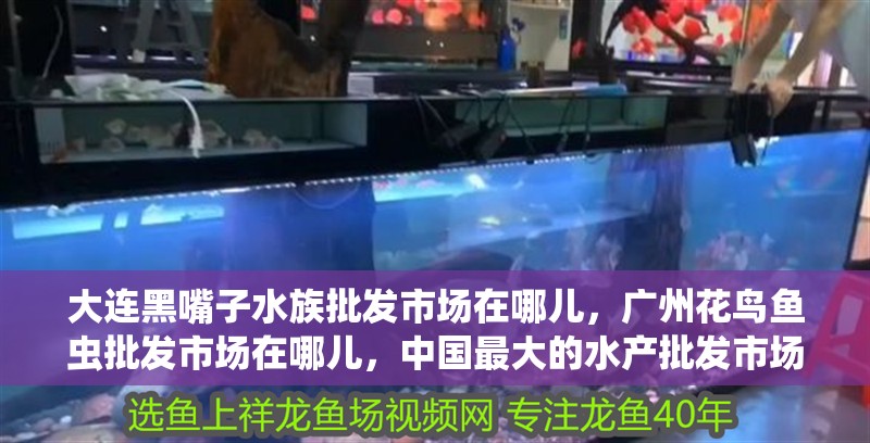 大連黑嘴子水族批發市場在哪兒，廣州花鳥魚蟲批發市場在哪兒，中國最大的水產批發市場