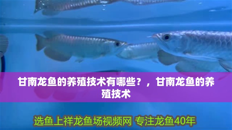 甘南龍魚的養(yǎng)殖技術(shù)有哪些？，甘南龍魚的養(yǎng)殖技術(shù)