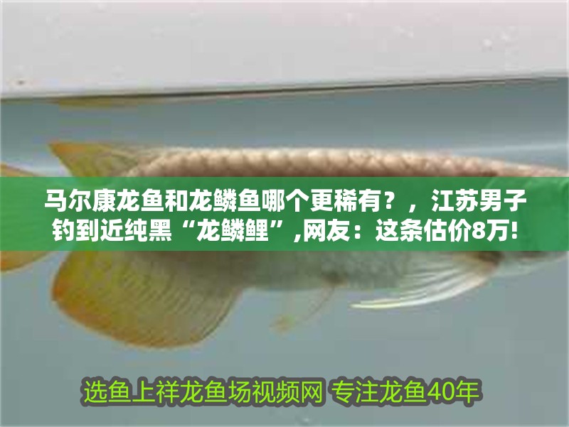 馬爾康龍魚和龍鱗魚哪個更稀有？，江蘇男子釣到近純黑“龍鱗鯉”,網友：這條估價8萬!