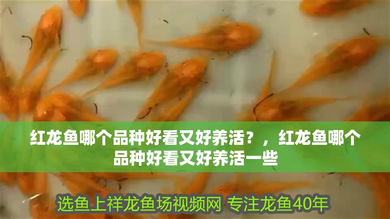 紅龍魚哪個品種好看又好養活？，紅龍魚哪個品種好看又好養活一些