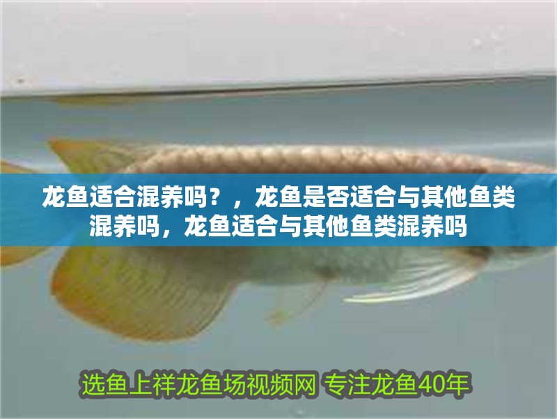 龍魚適合混養(yǎng)嗎？，龍魚是否適合與其他魚類混養(yǎng)嗎，龍魚適合與其他魚類混養(yǎng)嗎
