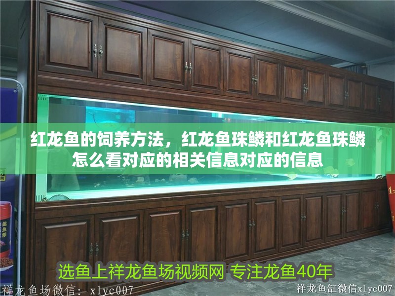 紅龍魚的飼養(yǎng)方法，紅龍魚珠鱗和紅龍魚珠鱗怎么看對應的相關信息對應的信息