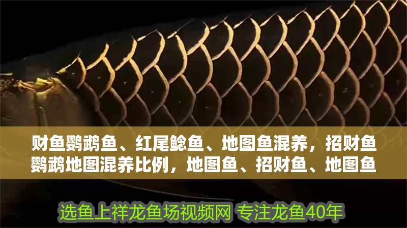 財魚鸚鵡魚、紅尾鯰魚、地圖魚混養，招財魚鸚鵡地圖混養比例，地圖魚、招財魚、地圖魚、鸚鵡魚的混養方式