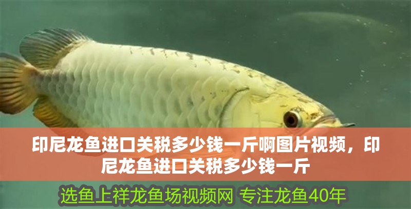 印尼龍魚進口關稅多少錢一斤啊圖片視頻，印尼龍魚進口關稅多少錢一斤