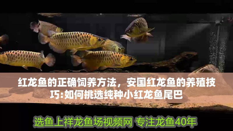 紅龍魚的正確飼養(yǎng)方法，安國紅龍魚的養(yǎng)殖技巧:如何挑選純種小紅龍魚尾巴