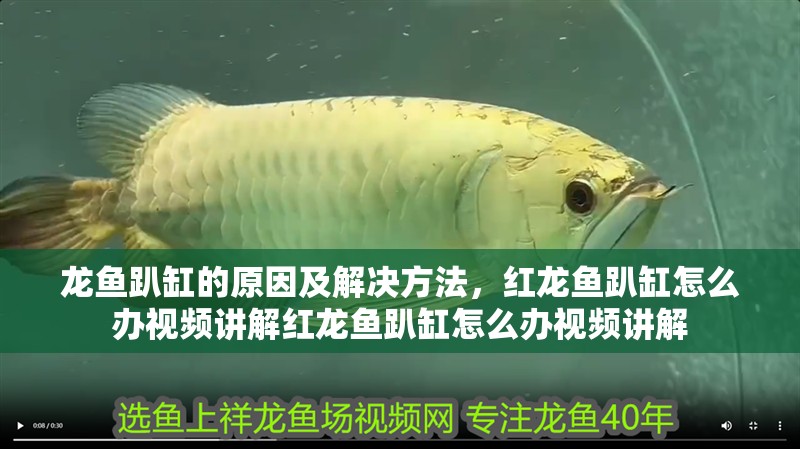 龍魚趴缸的原因及解決方法，紅龍魚趴缸怎么辦視頻講解紅龍魚趴缸怎么辦視頻講解
