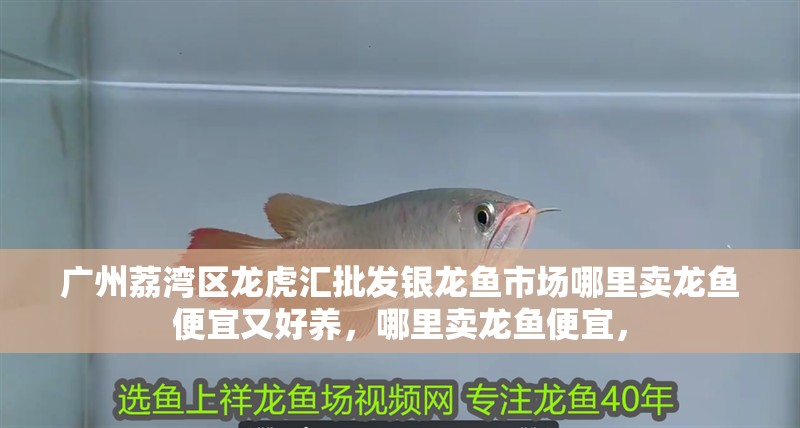 廣州荔灣區龍虎匯批發銀龍魚市場哪里賣龍魚便宜又好養，哪里賣龍魚便宜，