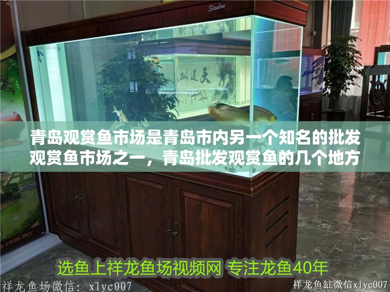 青島觀賞魚市場是青島市內另一個知名的批發觀賞魚市場之一，青島批發觀賞魚的幾個地方