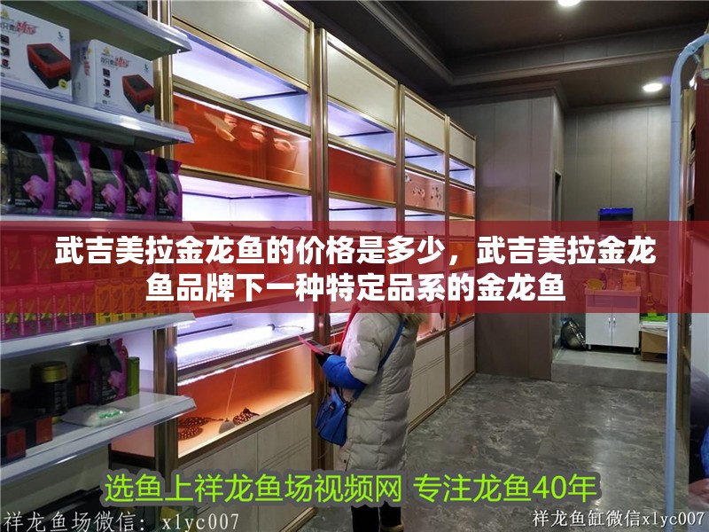 武吉美拉金龍魚的價格是多少，武吉美拉金龍魚品牌下一種特定品系的金龍魚