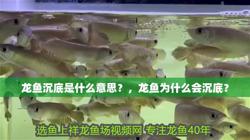 龍魚沉底是什么意思？，龍魚為什么會(huì)沉底？