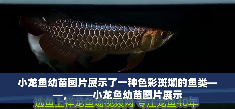 小龍魚(yú)幼苗圖片展示了一種色彩斑斕的魚(yú)類(lèi)——，——小龍魚(yú)幼苗圖片展示