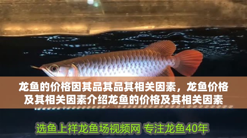 龍魚的價格因其品其品其相關因素，龍魚價格及其相關因素介紹龍魚的價格及其相關因素